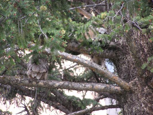 A great horned owl is nesting at the Montana State University Campus.