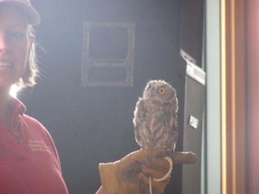 A screach owl