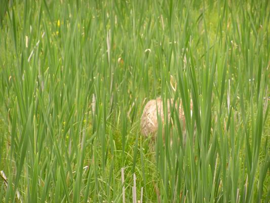 There's a deer behind those cattails.