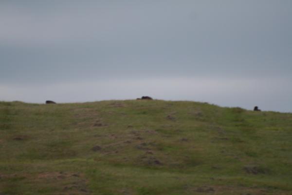 Buffalos on the horizon.