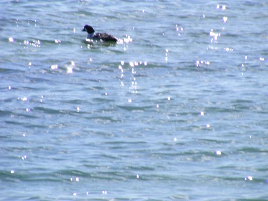 Loon