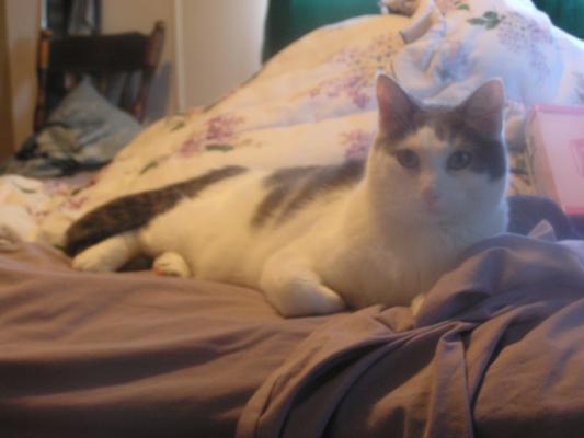 Nibus is a six-year-old neutered male.