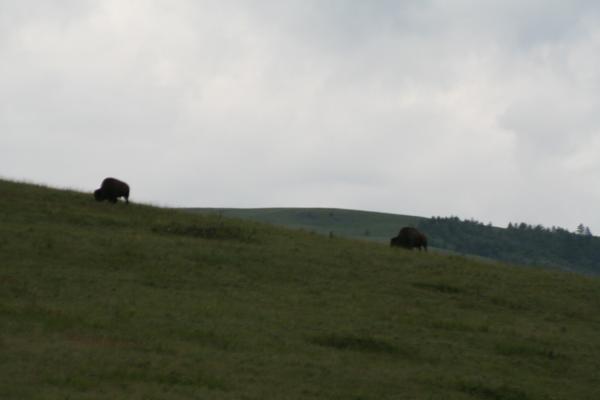 A couple of buffalo.