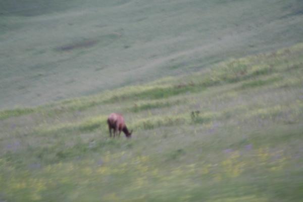 An elk.