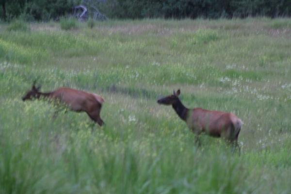 A couple of elk.