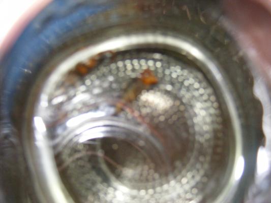 Grandma's weird bug.
