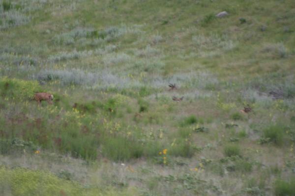 A couple of deer.