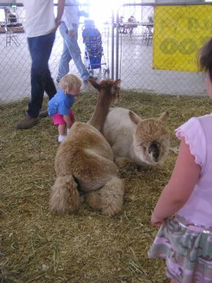 Sarah and the alpacas