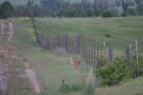 David thinks it's a deer.
