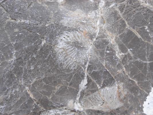 Here's a closeup of a couple fossils.