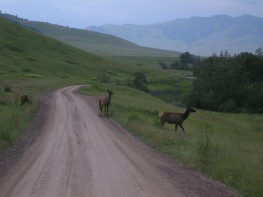 ELk on the Bison Range.