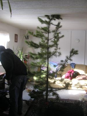 Our tree is a logpole pine.
