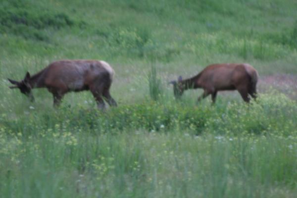 A couple of elk.
