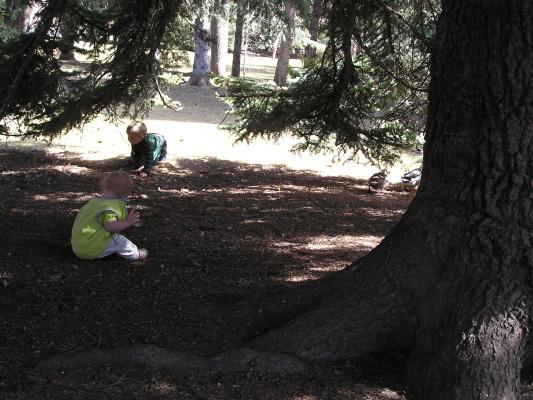 Sarah and Noah are under a big tree. 
Can you guess where David is?