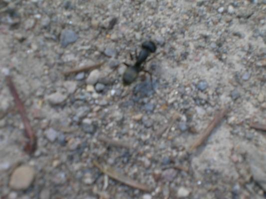 Mykes ant was there too.