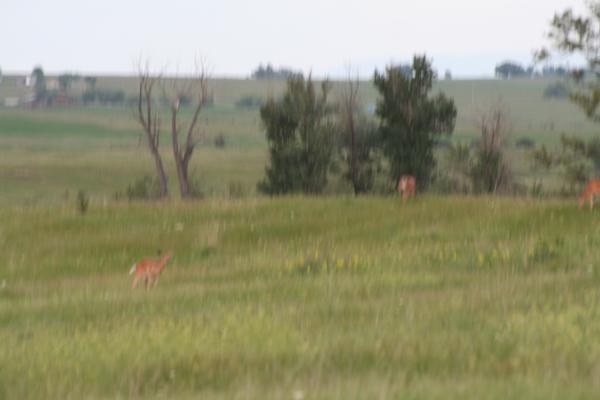 More deer.