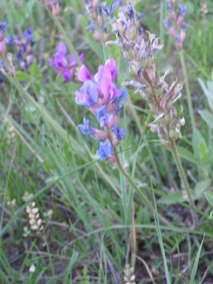 flowers at the Holiday campground