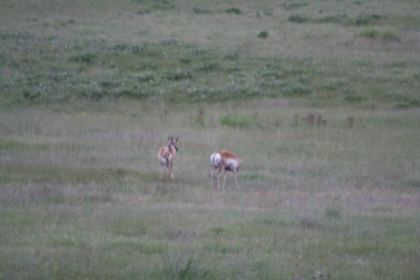 A couple of antelope.