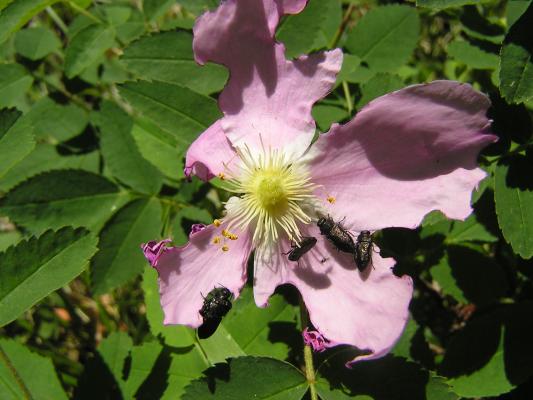 A flower with bugs