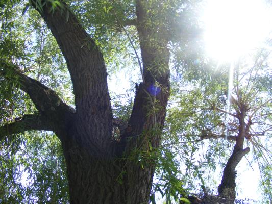I think I saw a woodpecker. Just to the left of the blue ball.