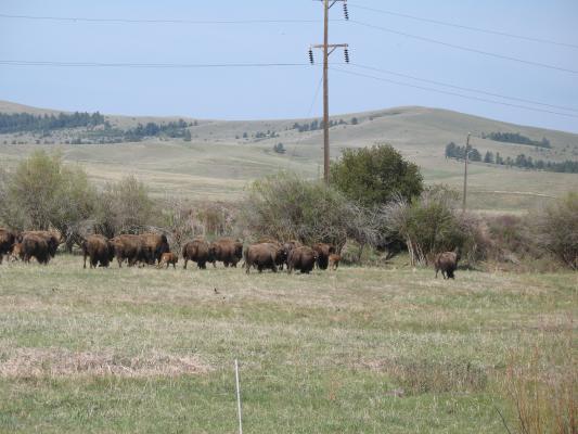 More buffalo (American Bison).
