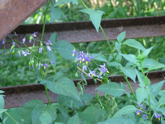 flora at Gallatin Valley Recreation Area