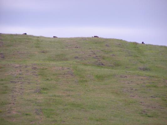 Buffalo on the skyline.