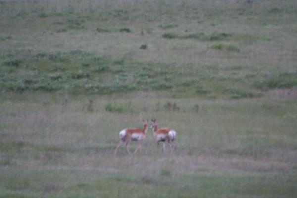 A couple of antelope.