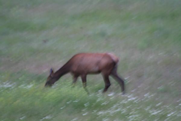 An elk.