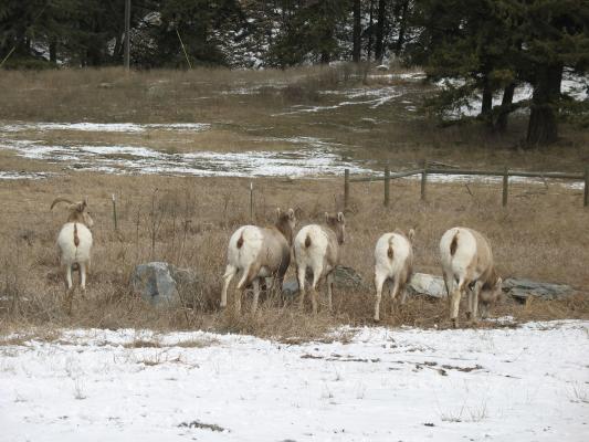 Big horn sheep.