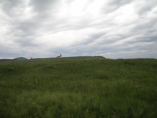 Antelope