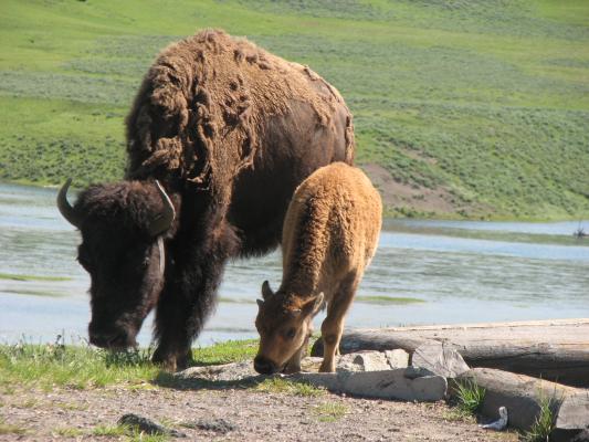 These photos of a buffalo and calf are taken from the car.