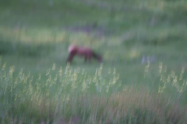 Foggy elk at the Bison Range.