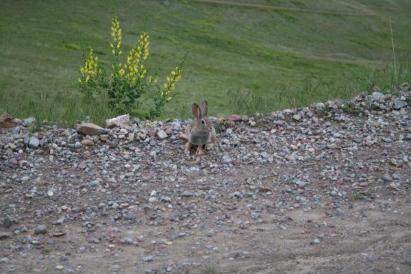 A bunny by the side of the road.