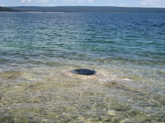 Spring under Yellowstone Lake