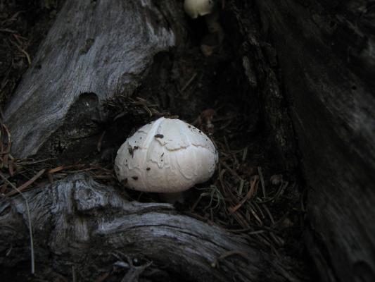 a mushroom
