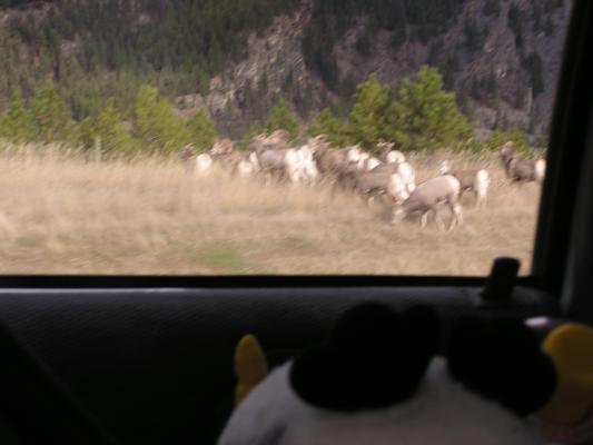 Big Horn Sheep and part of a stuffed penguin.