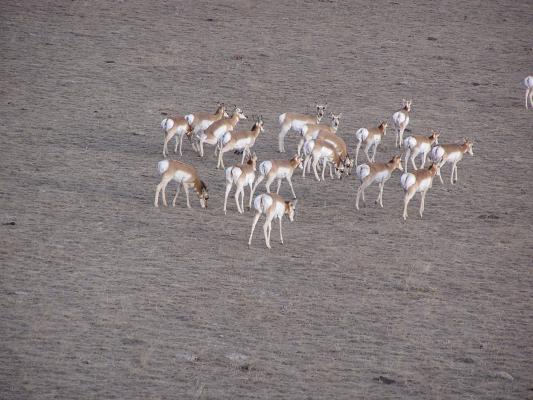 Happy New Years Eve to the Antelope.