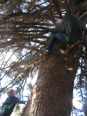 Noah watches David who is in the tree.
