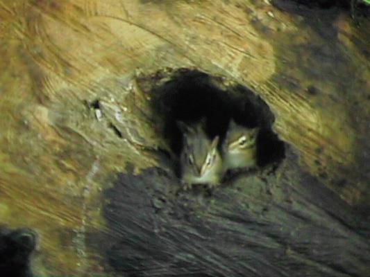 Chipmonk in a log