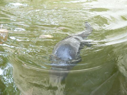 The otters love to swim.