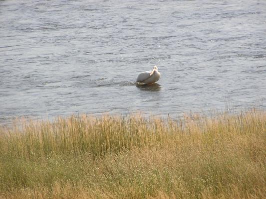 Pelican on a lake near Virginia City