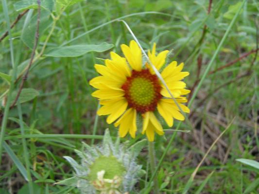flowers at the Holiday campground