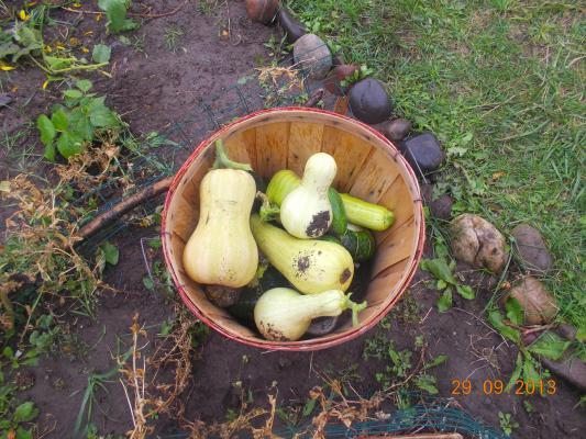 Squash harvest.