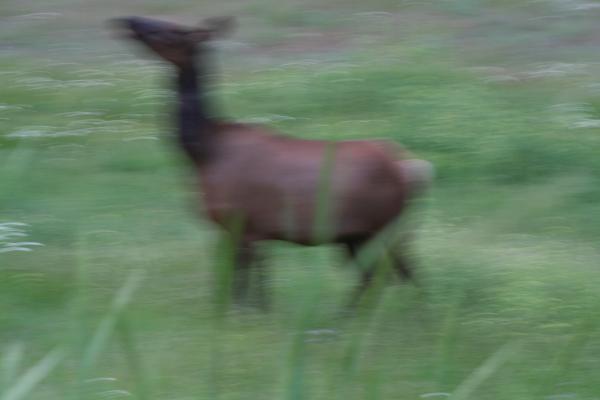 An elk.
