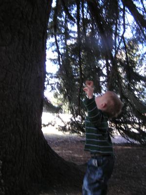 Noah reaches up to climb the tree.