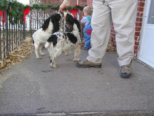 English Cocker Spaniels.