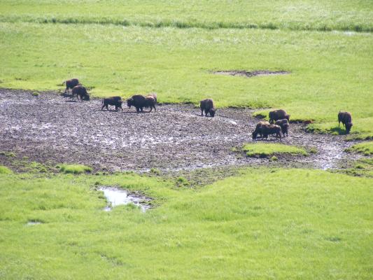 American Buffalo