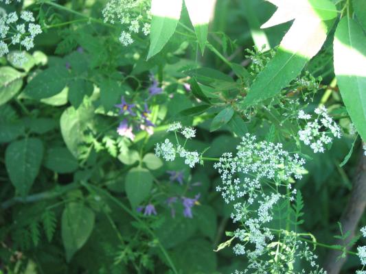 flora at Gallatin Valley Recreation Area