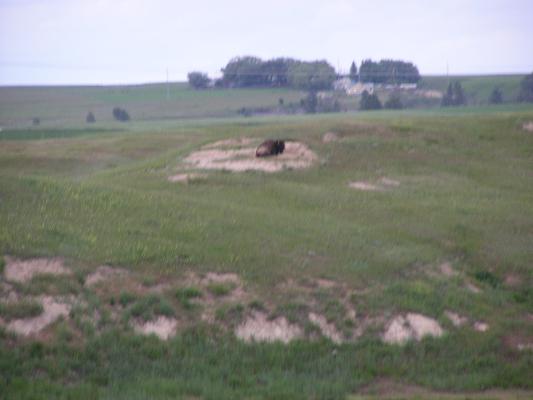 A buffalo at the Bison Range.